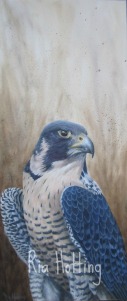 Pelegrine falcon - 70 x 30 cm